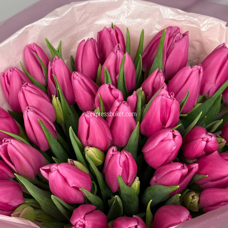 Тюльпаны малиновые 35 штук